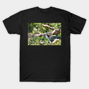 Deadwood on Cherry Creek Trail 1 T-Shirt